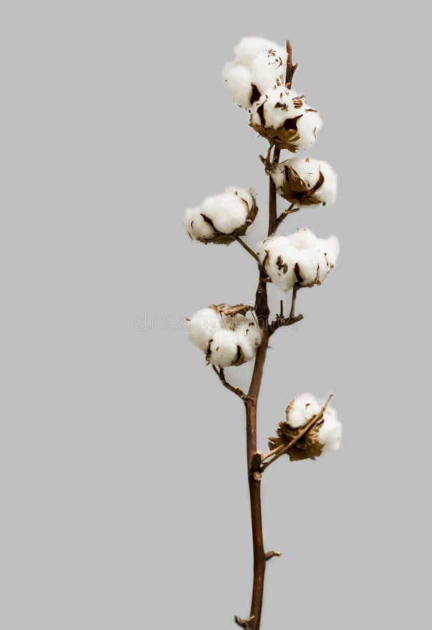 Natural Cotton Branch with Seven Cotton Boll on Vertical Image