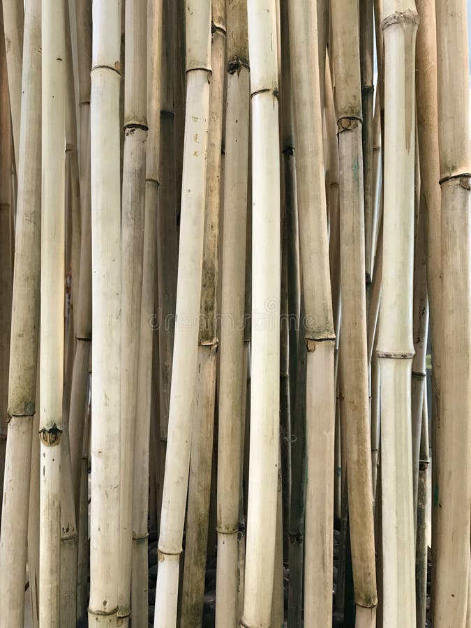 Natural Dry Bamboo Cane Bamboo Stick Bamboo Pole Stock Photos - Free &  Royalty-Free Stock Photos from Dreamstime