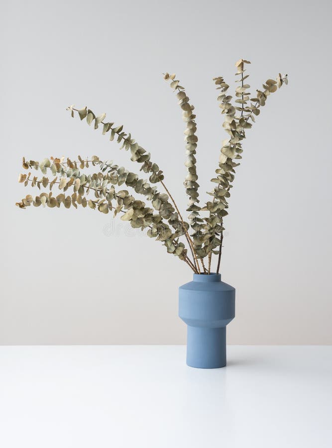 Natural Dry Eucalyptus Branches in Blue Ceramic Vase Stock Photo