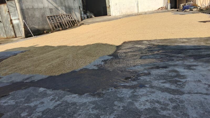 Rice drying process,using solar heat stock photography