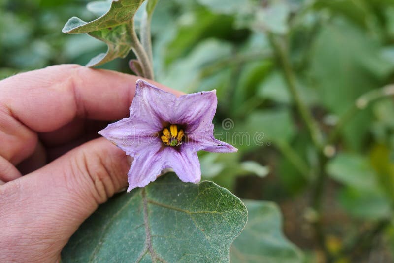 Natural Eggplant Flower in the Garden, Eggplant Flower Stock Image
