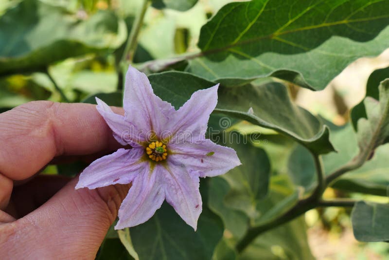 Natural Eggplant Flower in the Garden, Eggplant Flower Stock Image
