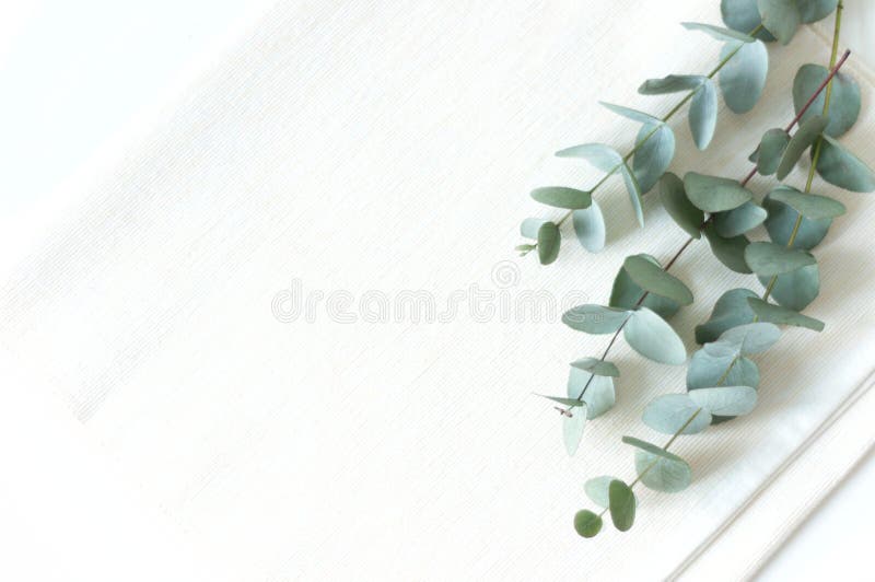 Natural eucaluptus elegant flat lay royalty free stock photography