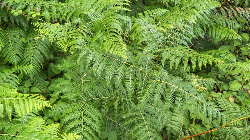 Green Fern Background stock photos