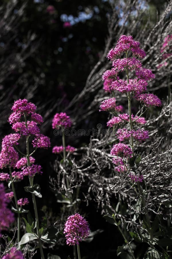 Natural Floral Background. Purple Flowers On A Background Of Dry ...