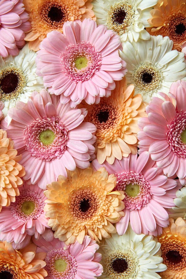 Natural Floral Background of White, Pink, Orange Gerbera. Flower Concept  Stock Photo - Image of detail, nature: 111954690