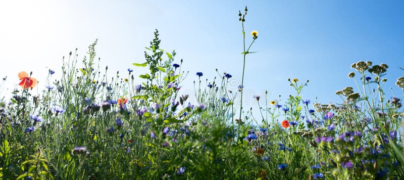 Natural flower meadows landscape