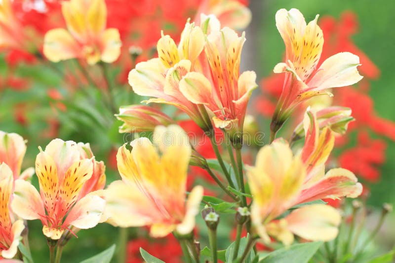 Natural flower pattern background. Colorful flower. Flower in garden at sunny summer or spring day. Flower for postcard beauty. Decoration and agriculture stock image Natural flower pattern background. Colorful flower. Flower in garden at sunny summer or spring day. Flower for postcard beauty. Decoration and agriculture stock image