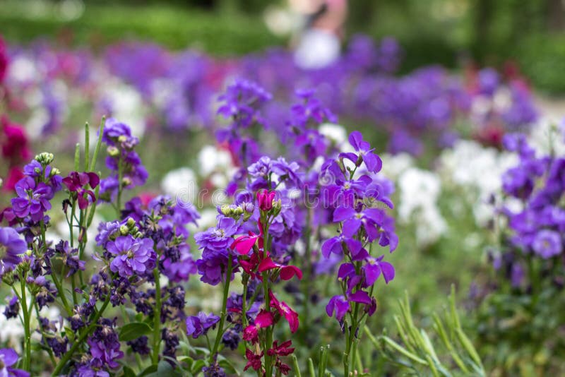Natural flowers stock photo. Image of field, close, decoration 98222022