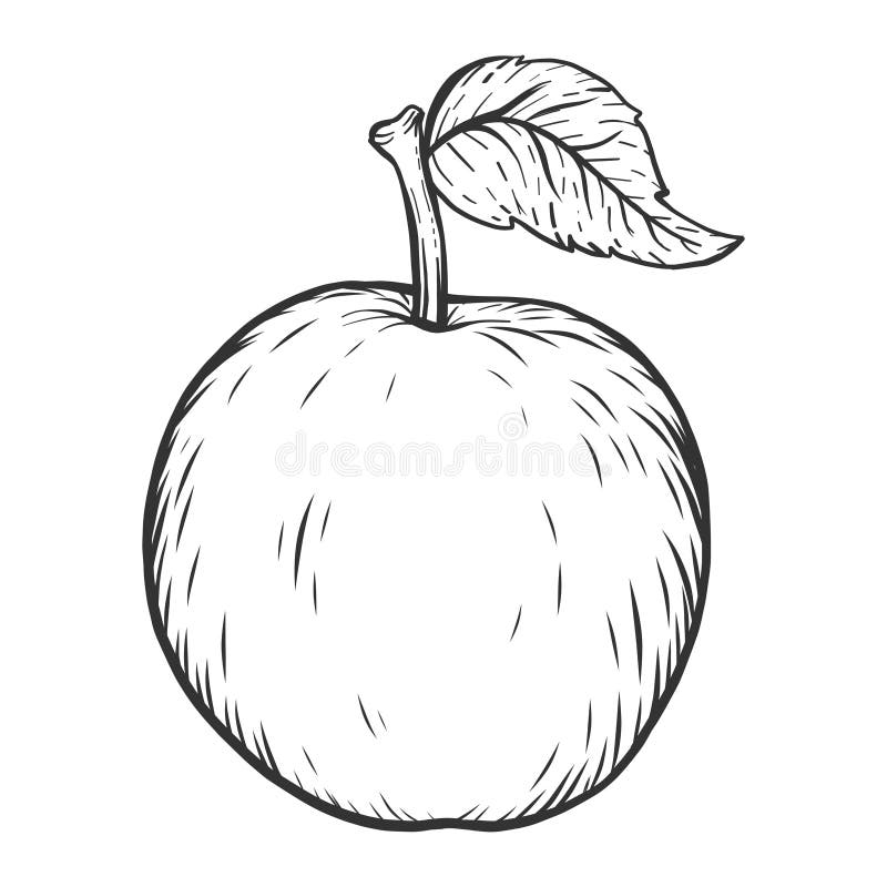 Natural food, apple. Sketch scratch board imitation. Black and white. Engraving vector illustration.