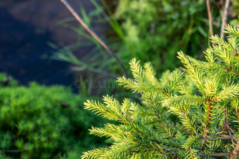 Natural Forest Scenery with Branches of Fir Tree in Foreground, Moss