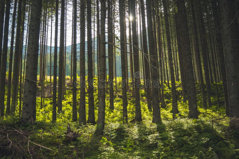 Přírodní les smrků. Bielovodská dolina ve Vysokých Tatrách, Slovensko. Stromy podsvícené zlatým slunečním světlem.