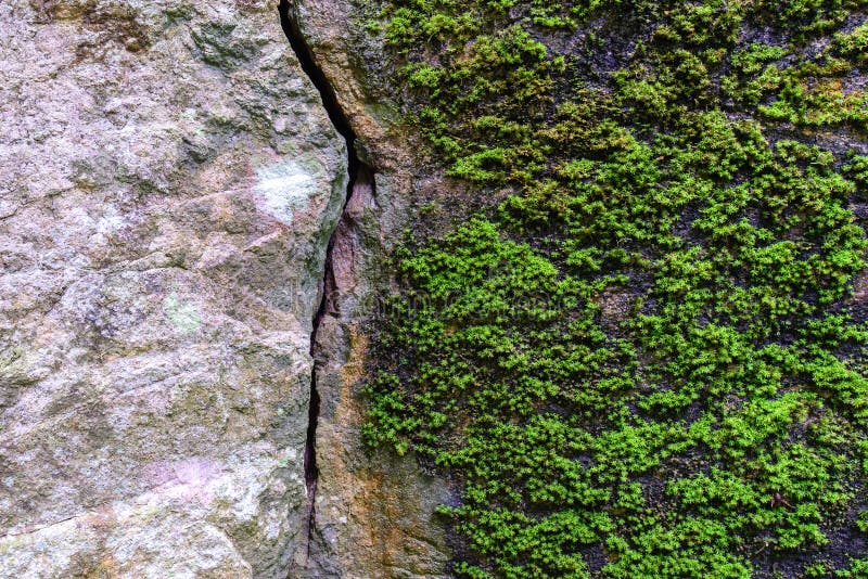 Natural fractured stone and moss in forest