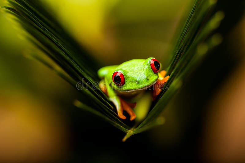 Natural and Fresh Jungle Theme with Exotic Frog Stock Image - Image of ...