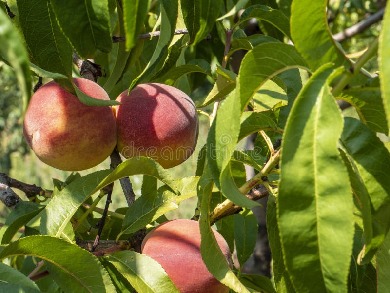 Natural Fruit. Peaches On Peach Tree Branches Stock Image