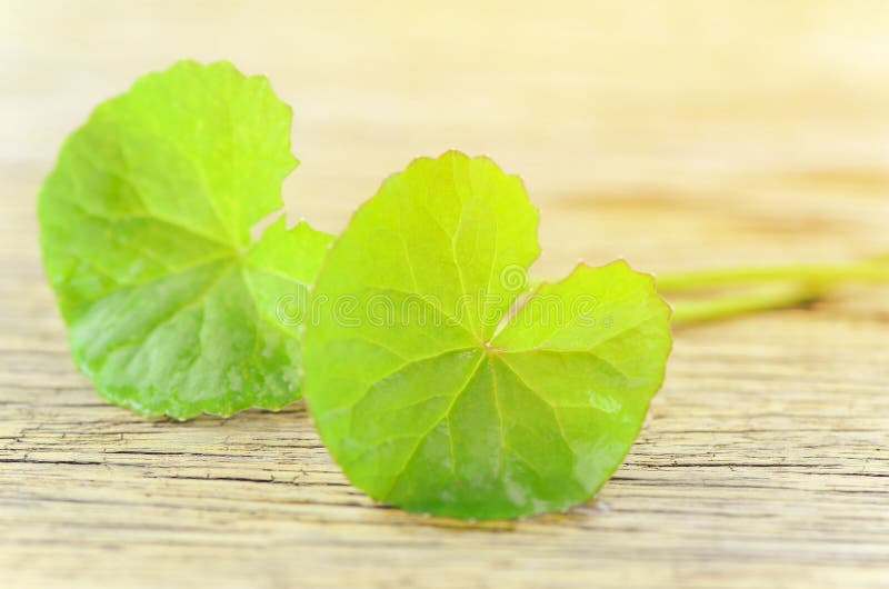 Natural Gotu-Kola leaves in warm light tone. royalty free stock photos Natural Gotu-Kola leaves in warm light tone. royalty free stock photos