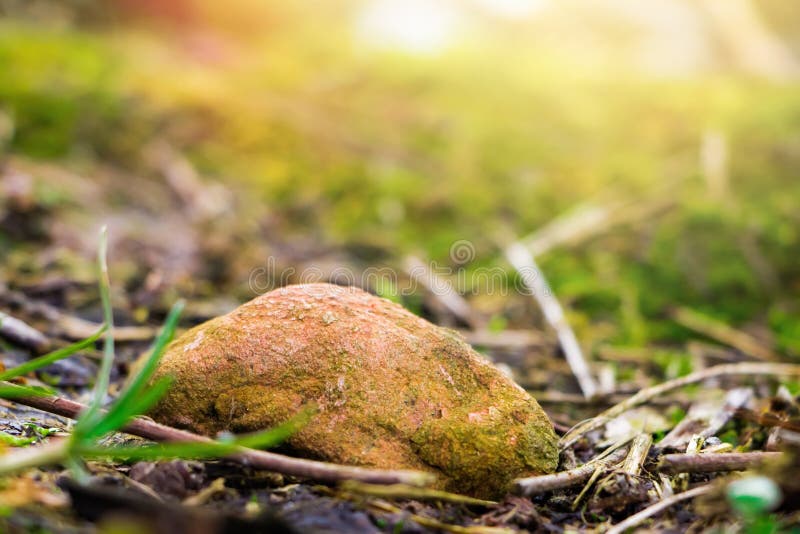 Green moss close up. Macrocosm of plants. Early spring and gardening  concept. 6995561 Stock Photo at Vecteezy