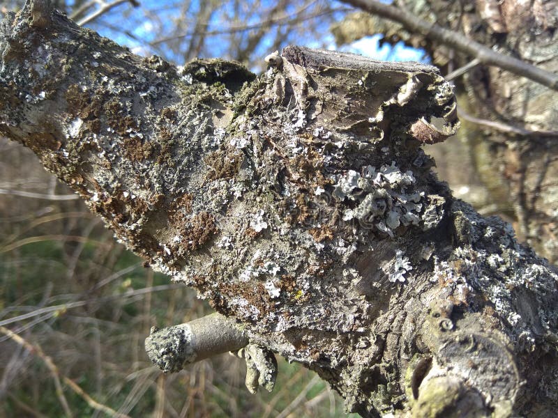 Natural Gray Old Tree Bark with Lush Green Moss and Lichens . Stock ...