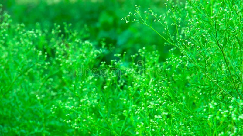 Natural green background