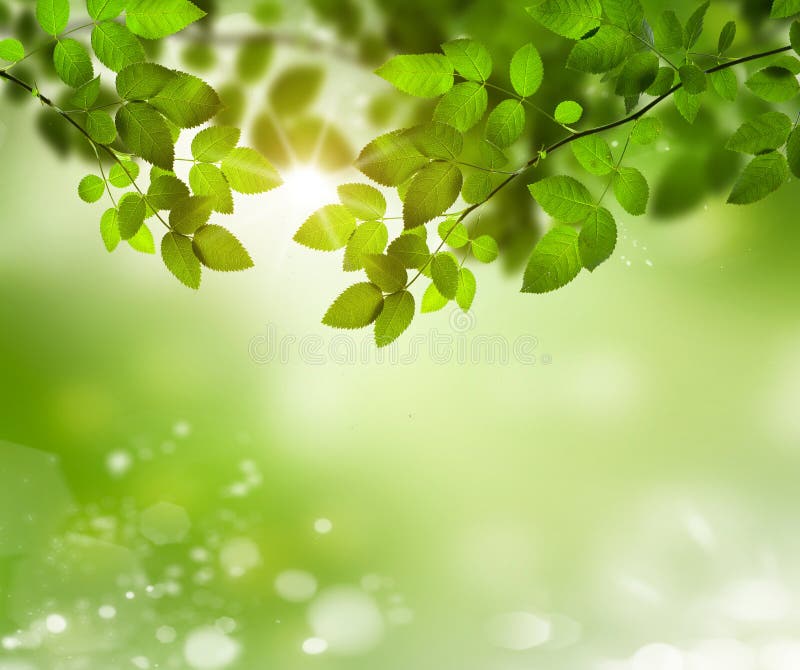 Natural Green Background with Selective Focus Stock Image - Image of ...