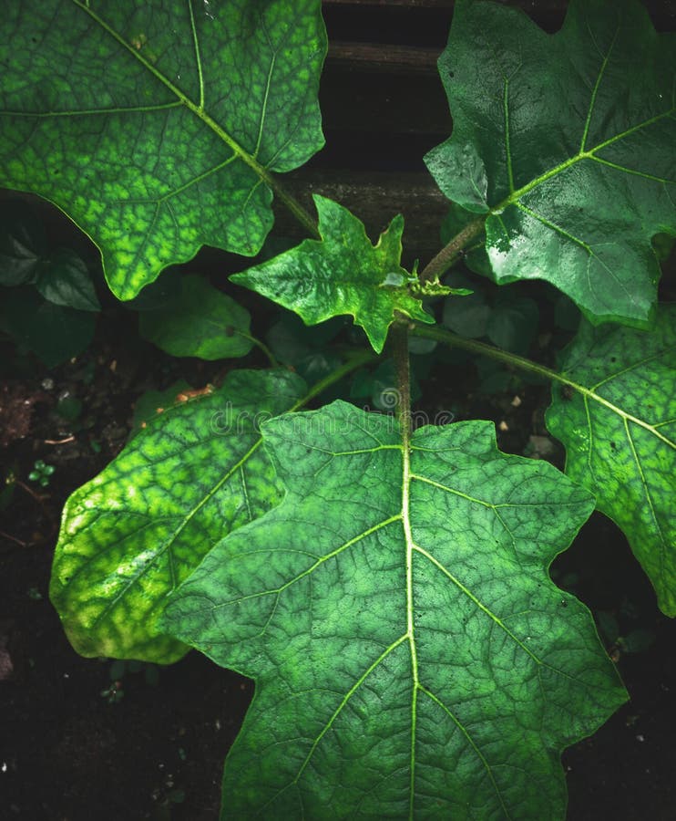 Natural Green Color Eggplant Leaves for Natural Background Stock Image