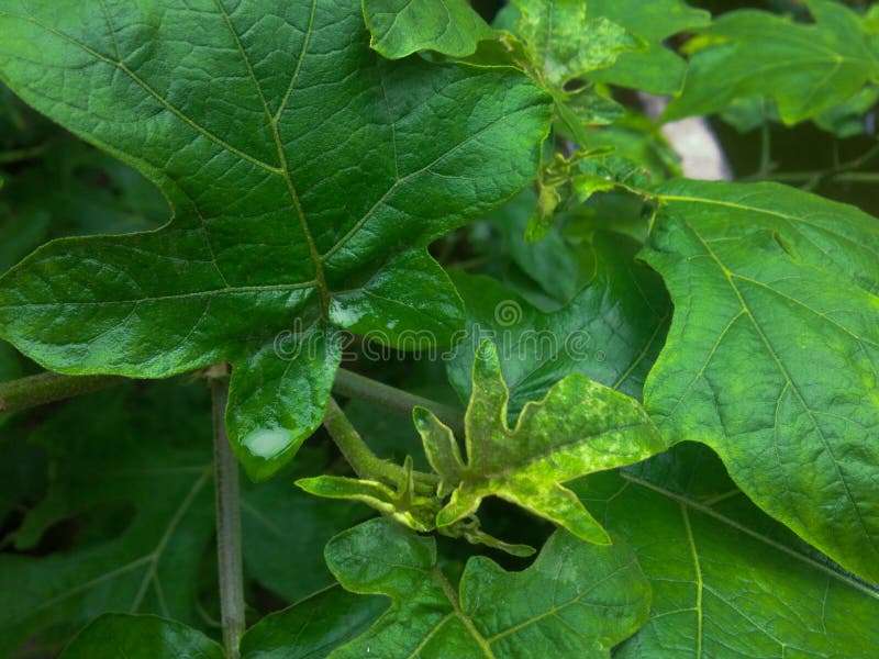 Natural Green Color Eggplant Leaves for Natural Background Stock Photo