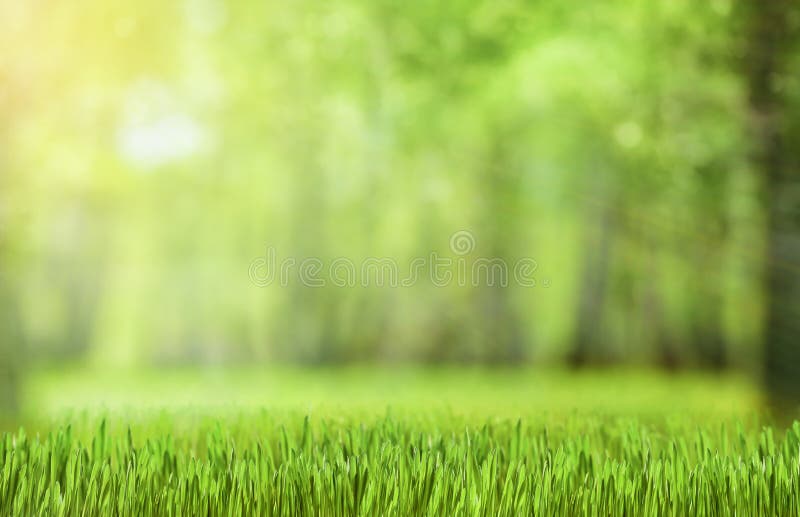 4,413,495 Green Forest Stock Photos - Free & Royalty-Free Stock Photos from  Dreamstime