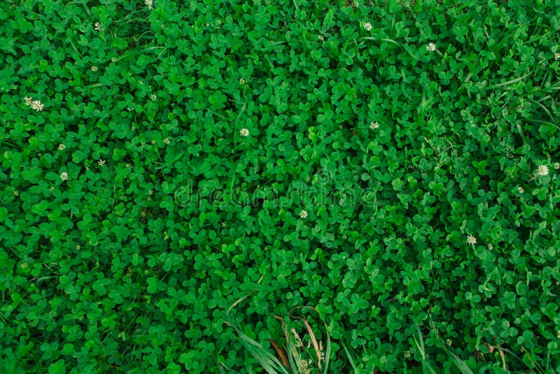 172 Green Grass Clover Seamless Texture Stock Photos Free & Royalty