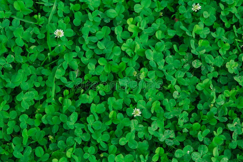 Natural Green Grass Clover Texture. Natural Background Stock Photo