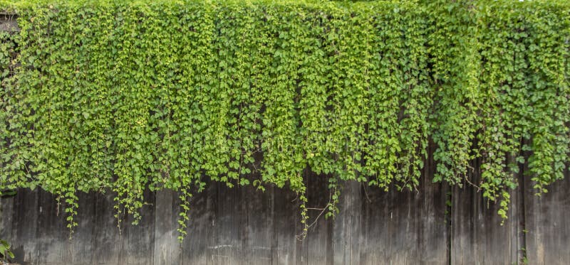 Natural green ivy vine plants wall from wood canopy royalty free stock image Natural green ivy vine plants wall from wood canopy royalty free stock image