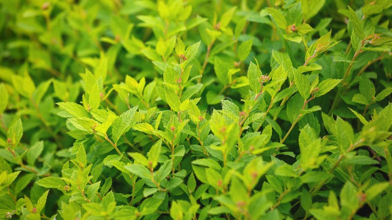 Natural green leaf texture stock photos Natural green leaf texture stock photos