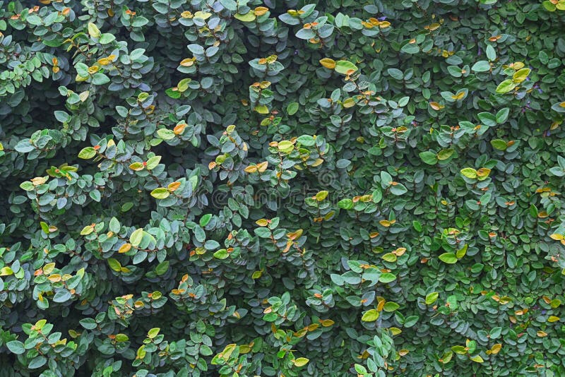 Natural Green Leaf Wall Background Stock Image Image of background