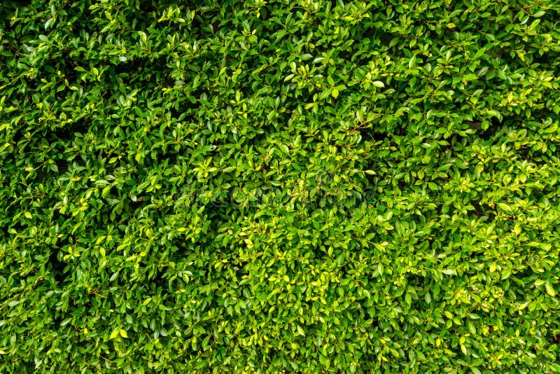 Natural Green Leaf Wall Texture for Backdrop Stock Image Image of
