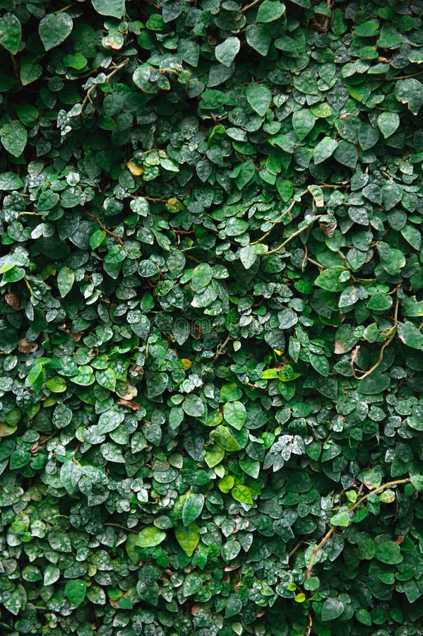 Natural Green Leaf Wall, Texture Background. Leaves on the Wall. Stock ...