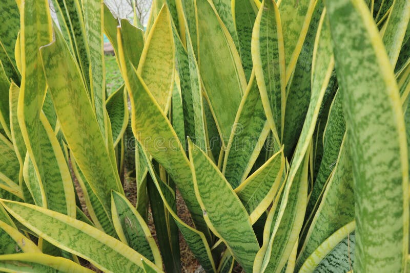 Natural Green Leafy Sansevieria Stock Image - Image of wallpapers