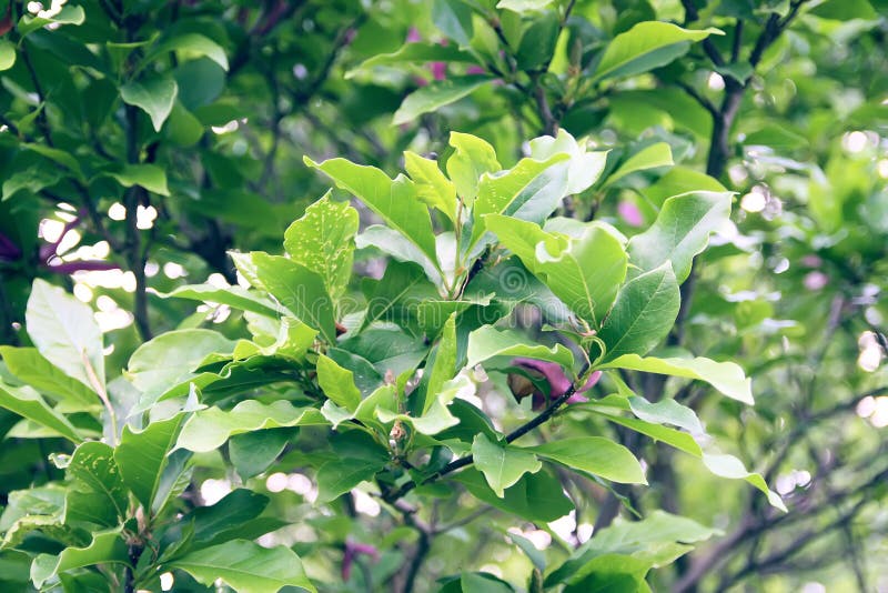 tree trunk with green leaves creeper 25063202 PNG