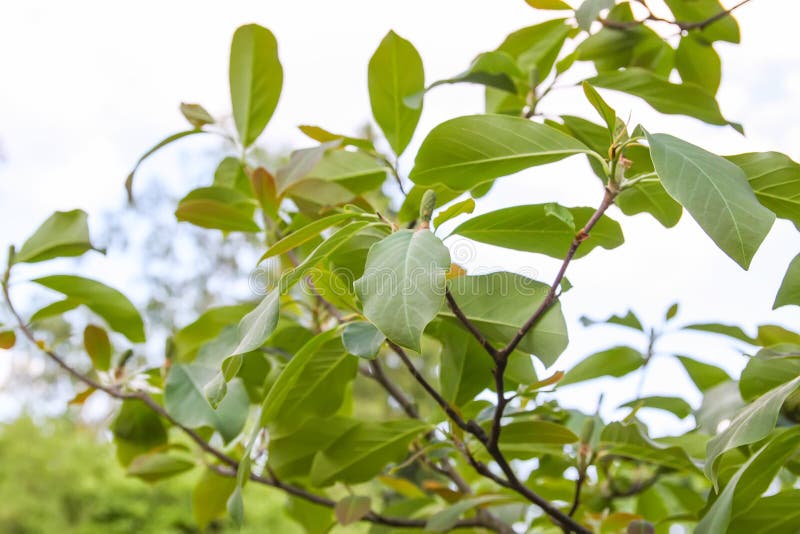 tree trunk with green leaves creeper 25063202 PNG