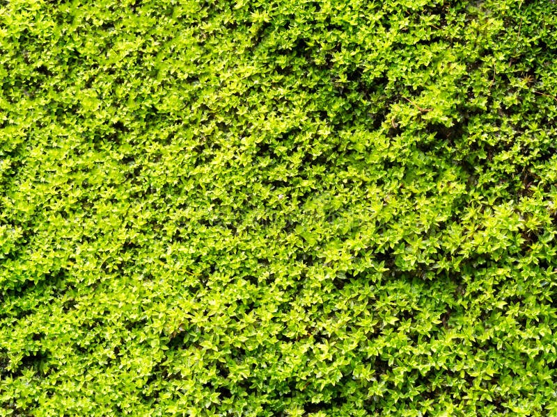 Natural Green Moss Texture on Wall for Beautiful Background Stock Image