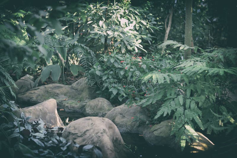 Natural green tropical landscape, exotic background, jungle texture royalty free stock photo Natural green tropical landscape, exotic background, jungle texture royalty free stock photo