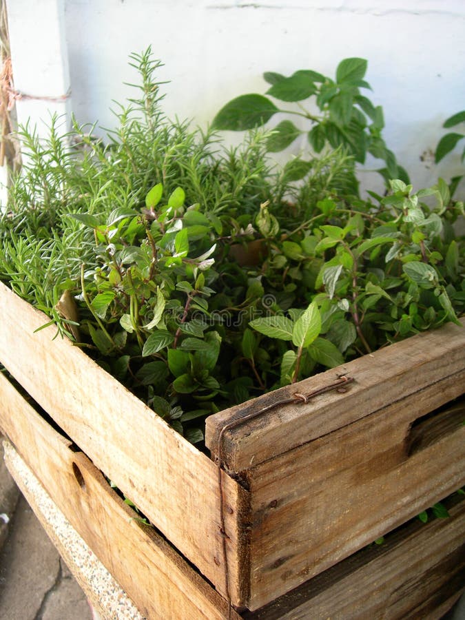 Natural herbs in a greenhouse