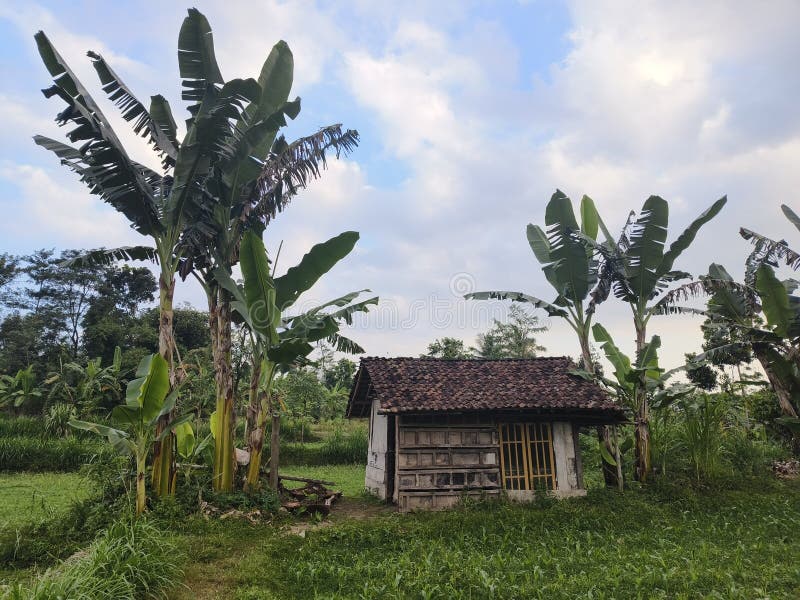 Natural House in the Rice Field Banana Stock Image Image of bana