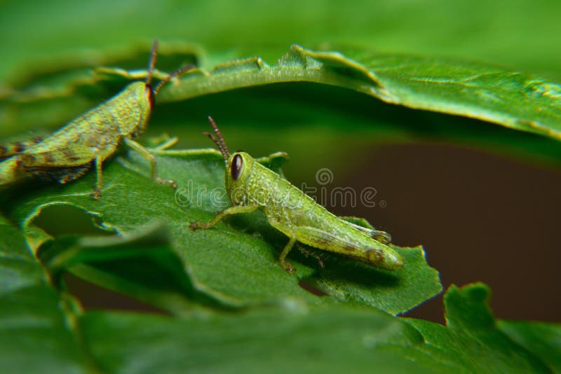 Locusta migratoria - Wikipedia