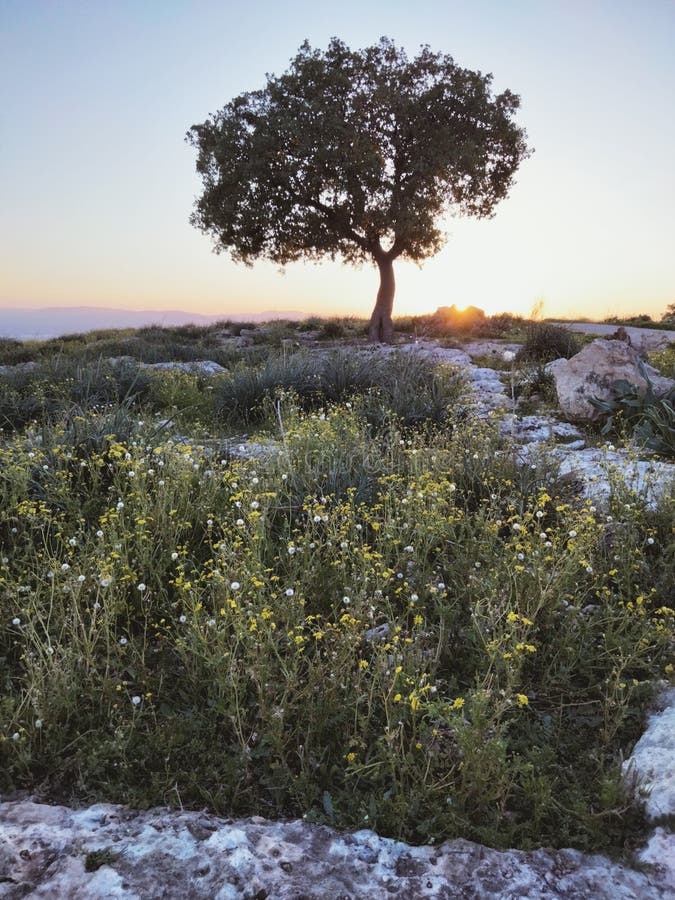 Natural jordan forest stock image. Image of tree, flower 236734137