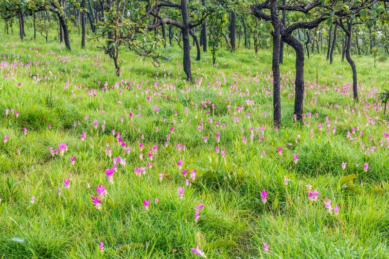 Natural landscape field of Curcuma sessilis flowers stock photography Natural landscape field of Curcuma sessilis flowers stock photography