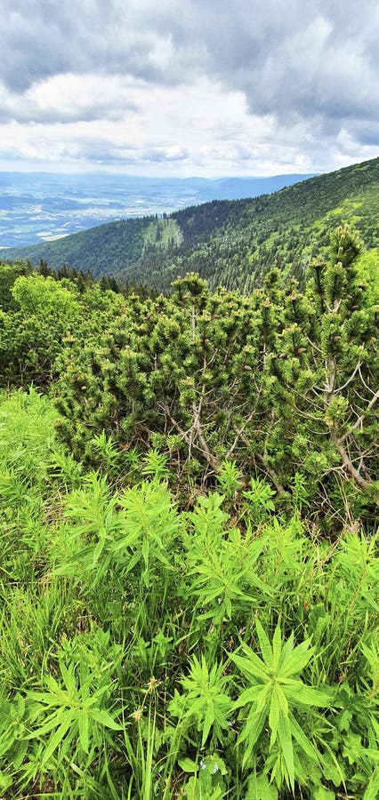 Natural landscape in the foothills of the High Tatras in the north of Slovakia in early summer with wide valleys and green meadows