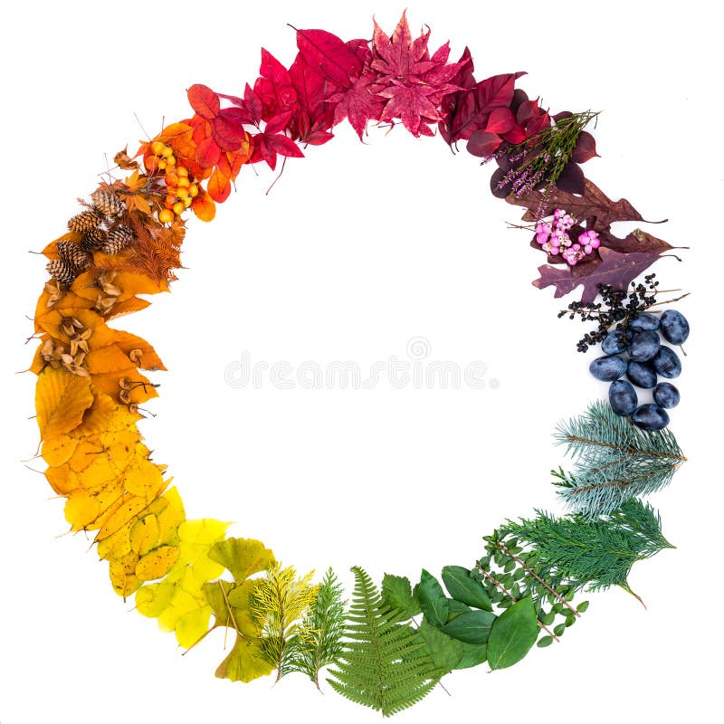 Natural leaves arranged as a colorful circle. Colors of autumn. Isolated on the white background.