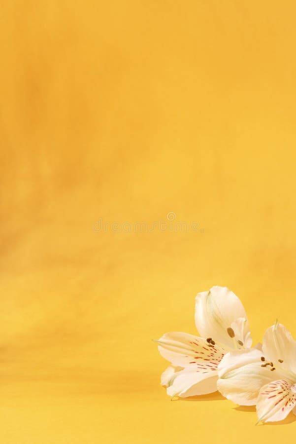 Natural Light Yellow Background with White Flowers. Stock Image - Image of  cosmetic, product: 218435025