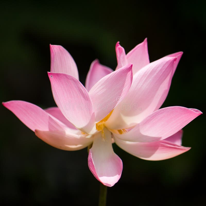 Natural lotus blooms