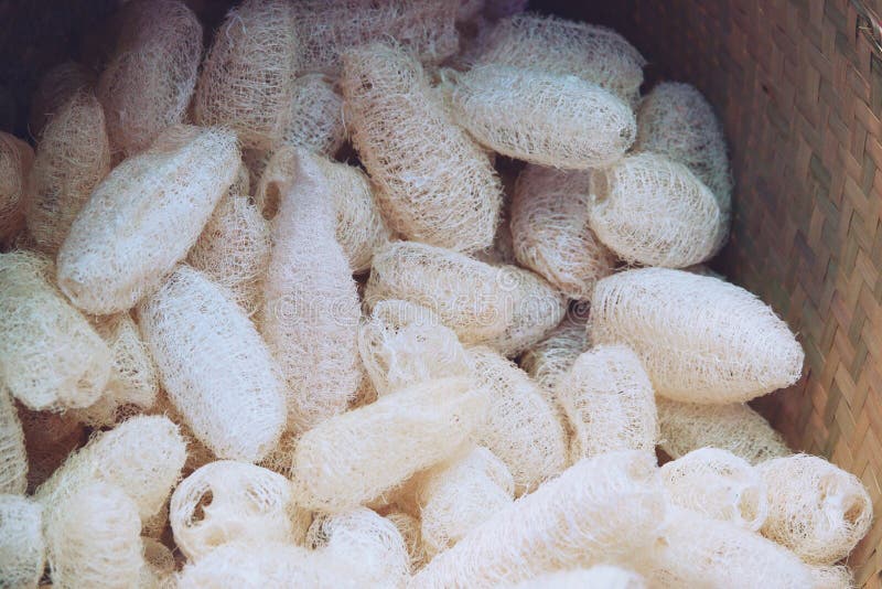 Natural Luffa Scrub fiber for body scrubbing stock photo Natural Luffa Scrub fiber for body scrubbing stock photo