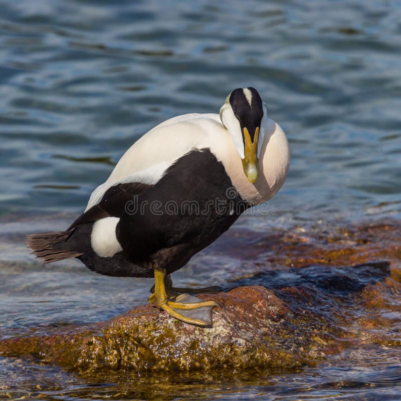 Male eider duck somateria mollissima standing on rock in water